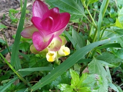 Curcuma zedoaria