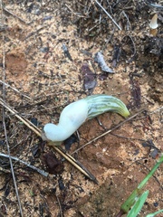 Urocyclini