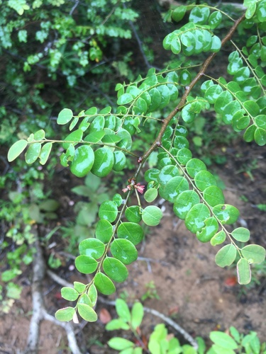 Phyllanthus casticum observed 2021-02-27
