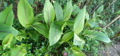 Curcuma zedoaria