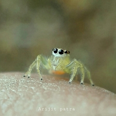 Salticinae