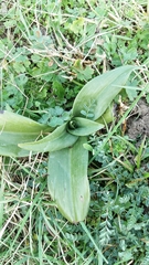 Himantoglossum hircinum