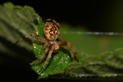 Salsa brisbanae