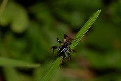 Habronestes hunti