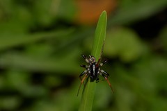 Habronestes hunti