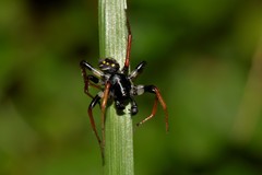 Habronestes hunti