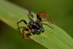 Habronestes hunti