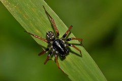 Habronestes hunti