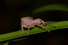 Leptopius tetraphysodes