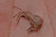 Leptopius tetraphysodes