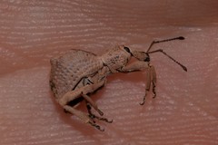 Leptopius tetraphysodes