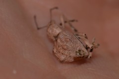 Leptopius tetraphysodes