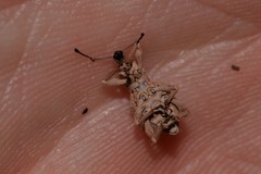 Leptopius tetraphysodes