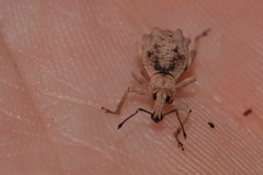 Leptopius tetraphysodes