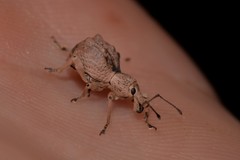 Leptopius tetraphysodes