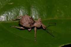 Leptopius tetraphysodes