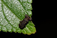 Octotoma scabripennis