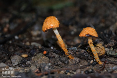 Agaricus crocopeplus