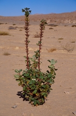 Rogeria longiflora image