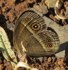 Brakefieldia perspicua perspicua