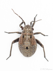 Euryopicoris nitidus