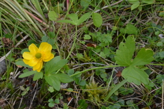 Ranunculus sulphureus