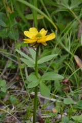 Ranunculus sulphureus