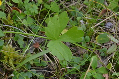 Ranunculus sulphureus