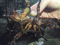 Euastacus australasiensis