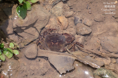 Cryptopotamon anacoluthon