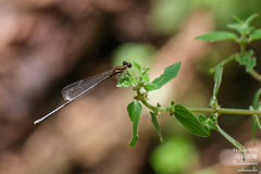 Prodasineura autumnalis