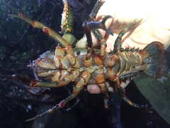 Euastacus australasiensis