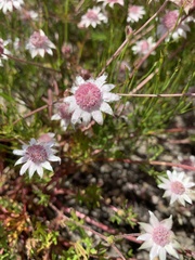 Actinotus forsythii