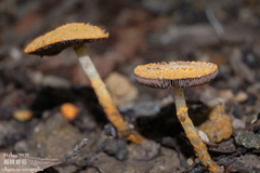Agaricus crocopeplus