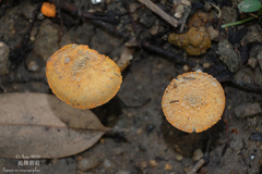 Agaricus crocopeplus