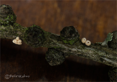 Lachnellula occidentalis
