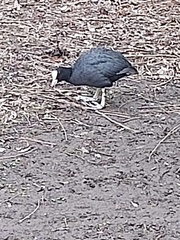 Fulica atra