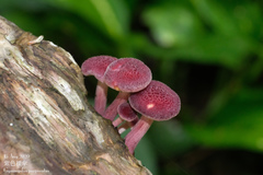 Gymnopilus purpuratus