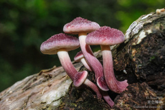 Gymnopilus purpuratus