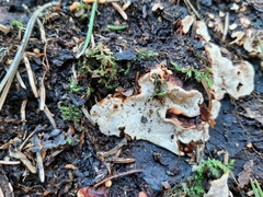 Heterobasidion parviporum