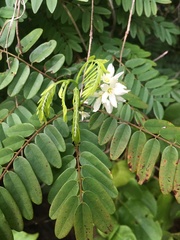 Rourea orientalis image