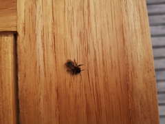 Andrena