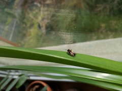 Andrena