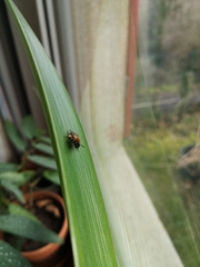 Andrena