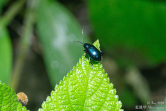 Altica cyanea