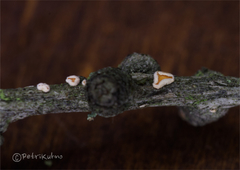 Lachnellula occidentalis
