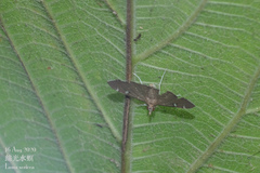 Luma sericea