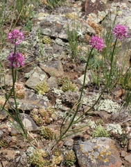 Allium cretaceum