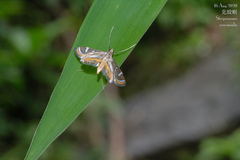 Strepsinoma croesusalis