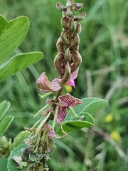 Indigofera schimperi